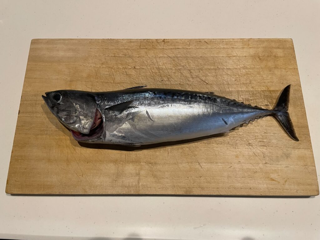 ソウダガツオ全体像